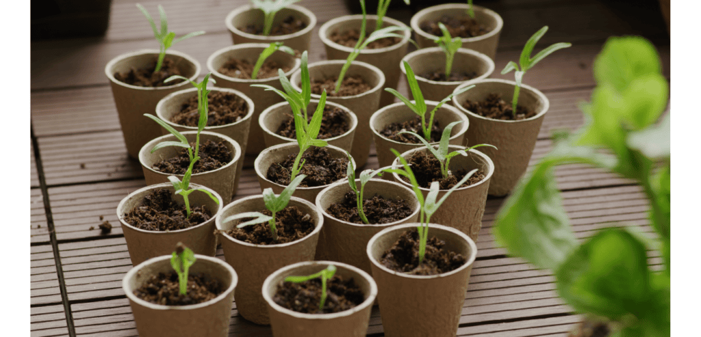 Seedlings