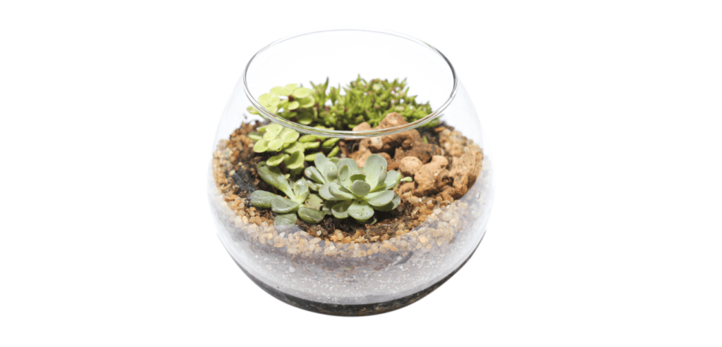 Glass terrarium