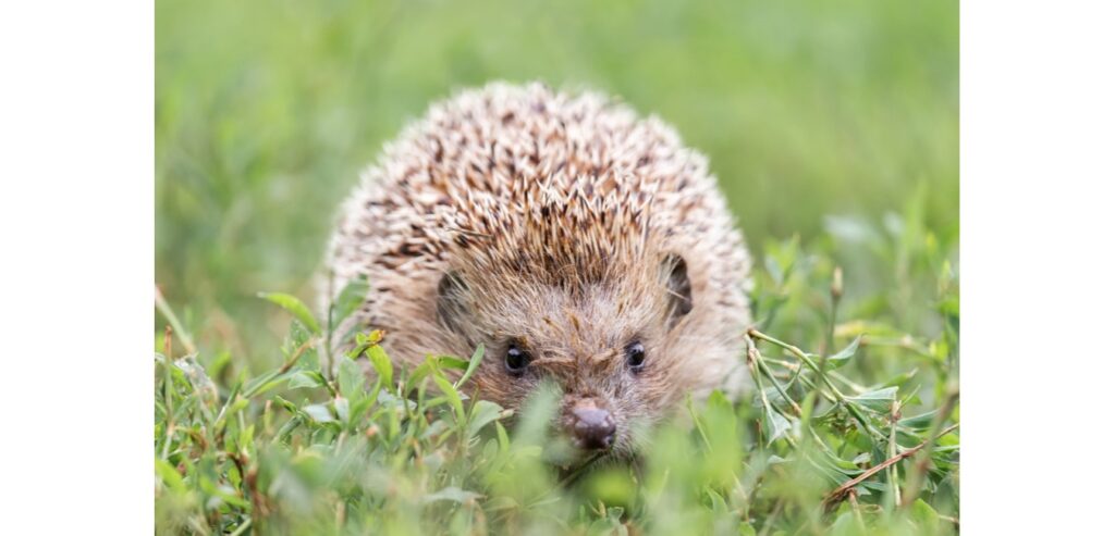 A hedgehog