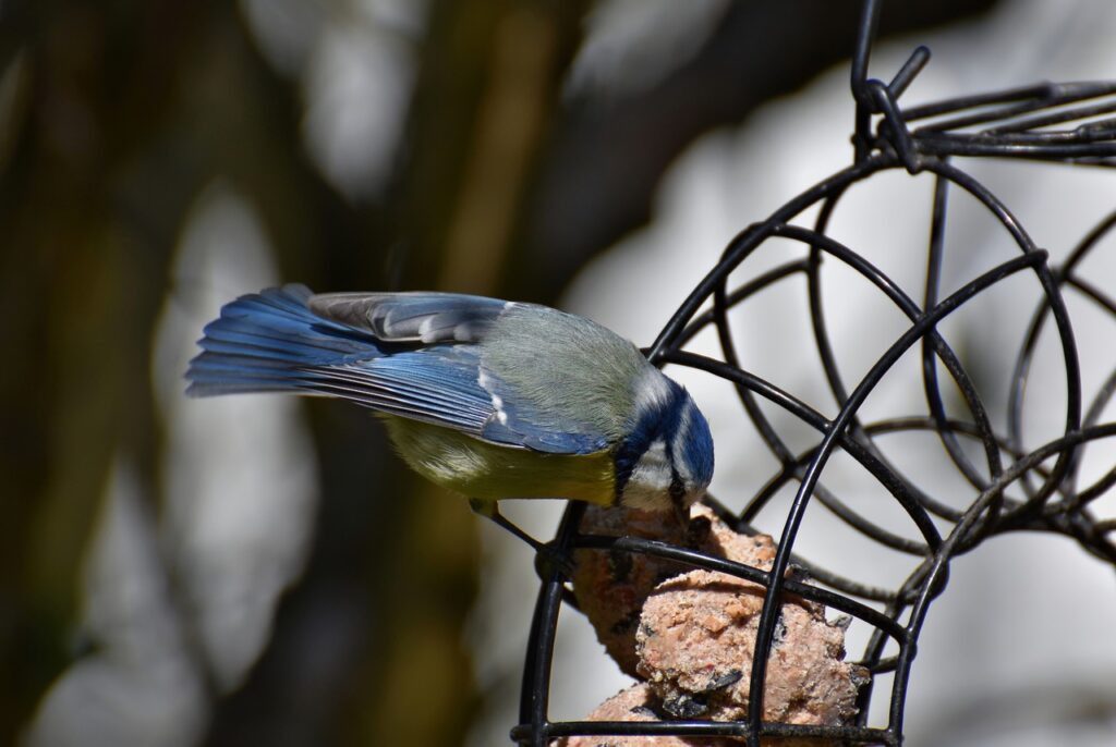 Blue tit on a bird feeder