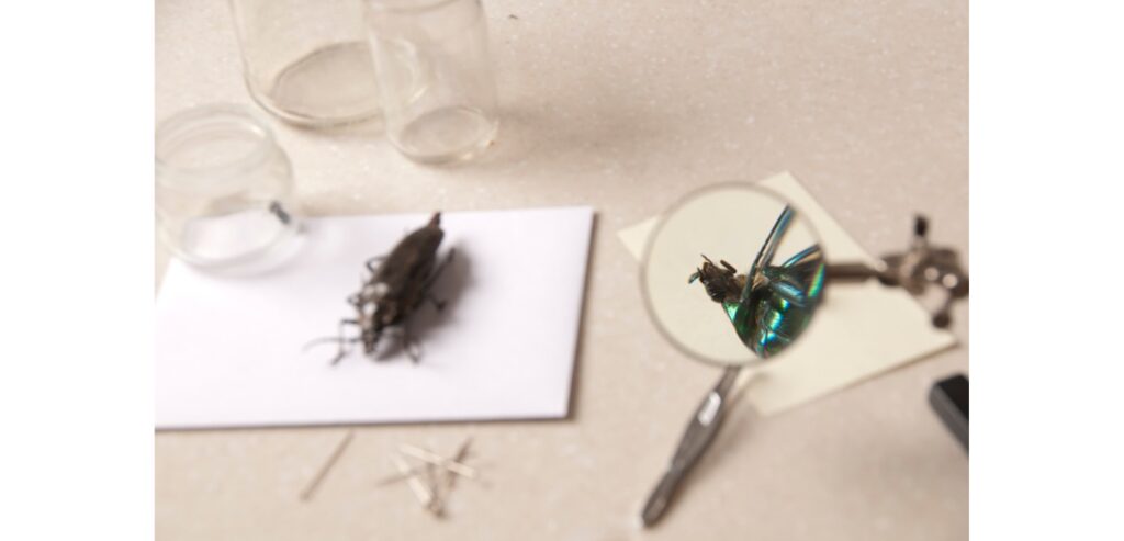 A large bug and a bug collecting pot