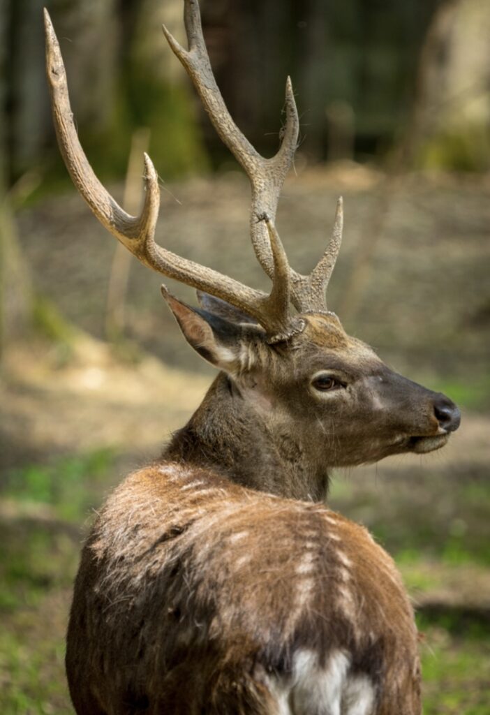 A deer with antlers