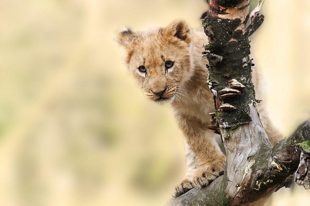 A baby lion cub