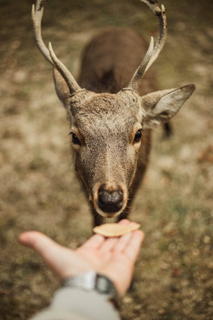 Feeding a deer