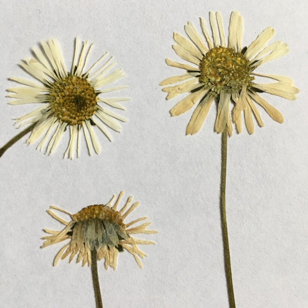 Pressed daisies