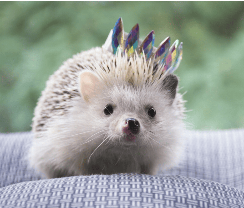 Hedgehog with crown