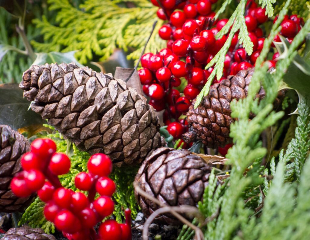 Pine cones and berries