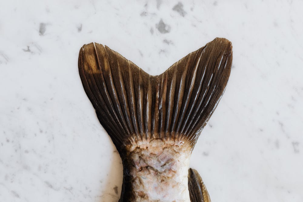 Fish tail
