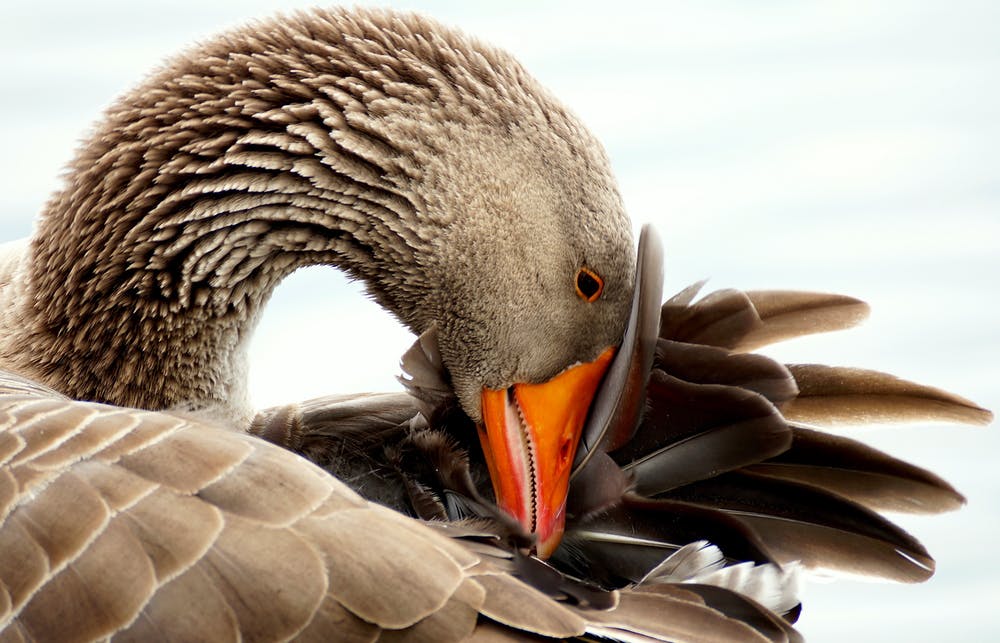 A goose head
