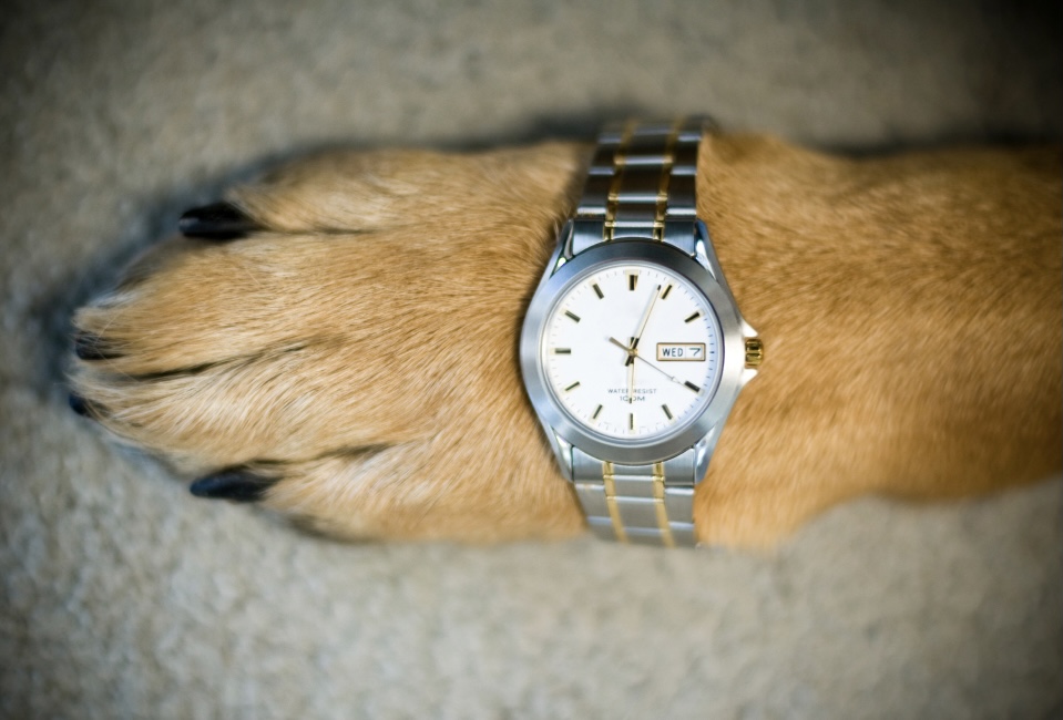 Wolf paw wearing a watch