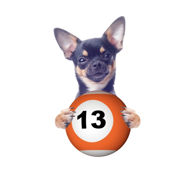 Dog with a bingo ball