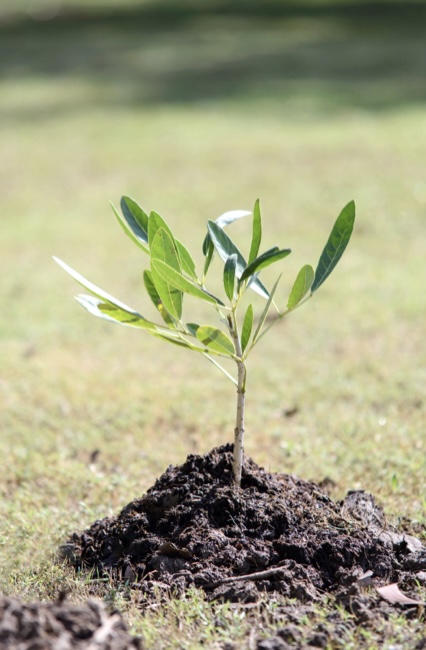 A small tree sapling