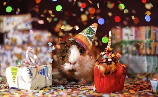 A guinnea pig and a gift and a cupcake