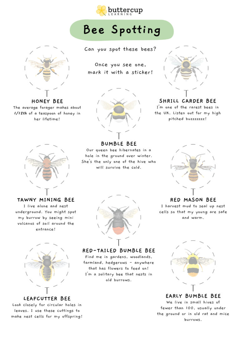 Bee identification sheet from buttercup - Forest school style parties